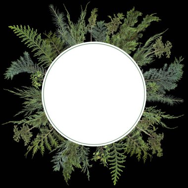 çok güzel organize edilmiş arka plan taze yeşil izole kozalaklı yaprakları, beyaz, köknar dallarda farklı tür şablon olarak kullanılabilir