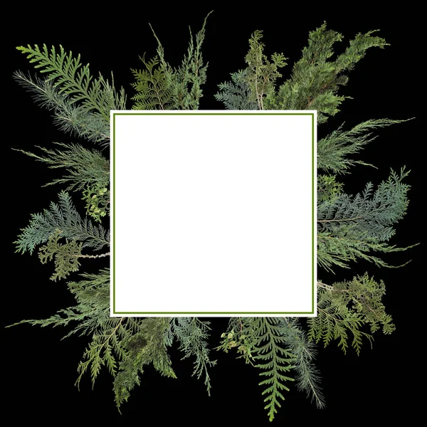 可爱的安排背景与不同种类的新鲜绿色分离的针叶树 冷杉分支在白色 可以被使用作为模板 — 图库照片