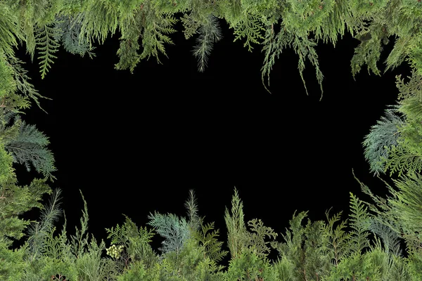 新鮮な緑の孤立した針葉樹の葉 モミの枝の異なる種類の愛らしい整理された背景は テンプレートとして使用することができます — ストック写真