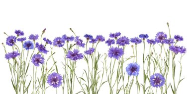 beyaz izole güzel mavi Peygamber arka plan olarak kullanılabilir 