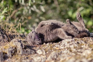 güzel yeşil gözlü bir kaya, açık havada yeşil çevre yatan, rahatlatıcı, hırıltı şirin yetişkin gri kedi 