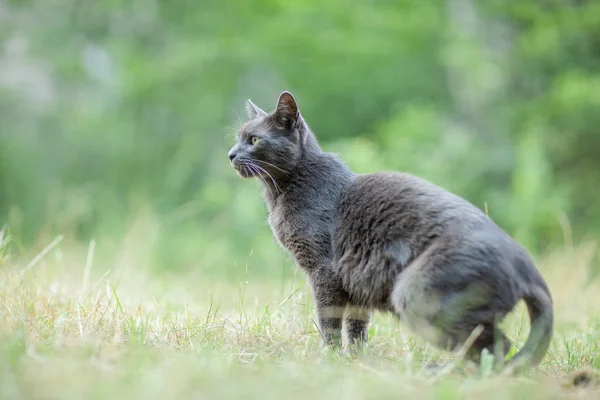 Cute Adult Grey Cat Beautiful Green Eyes Green Meadow Being — Stock Photo, Image