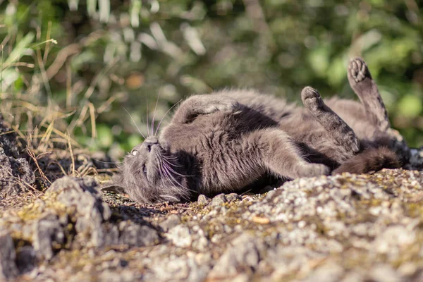 güzel yeşil gözlü bir kaya, açık havada yeşil çevre yatan, rahatlatıcı, hırıltı şirin yetişkin gri kedi 