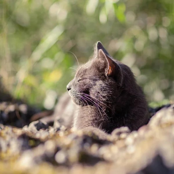 Ładny Dorosły Kot Szary Piękne Zielone Oczy Leżącego Skale Zewnątrz — Zdjęcie stockowe