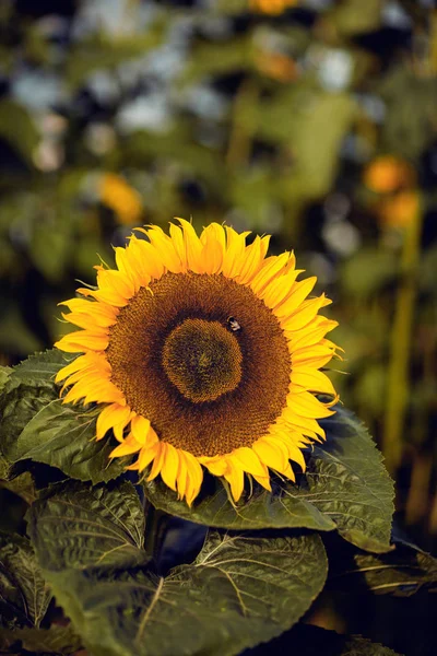 Beautiful Big Sunflower Rural Field Close Can Used Background — Stock Photo, Image