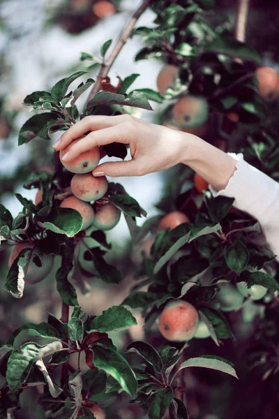 Kvinnans Hand Plocka Mogna Äpplen Från Ett Äppelträd Landsbygdens Sommarlig — Stockfoto