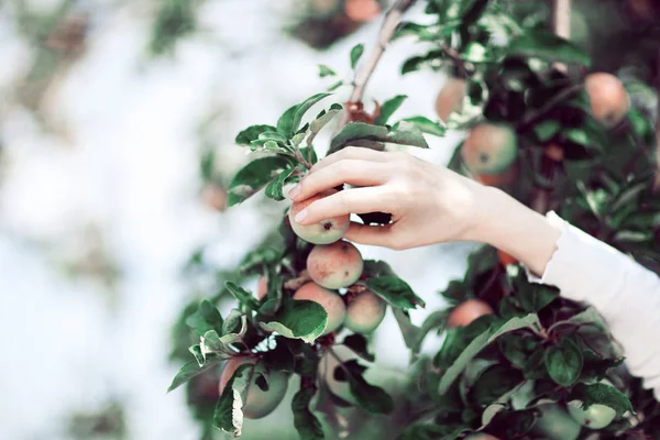 Kvinnans Hand Plocka Mogna Äpplen Från Ett Äppelträd Landsbygdens Sommarlig — Stockfoto