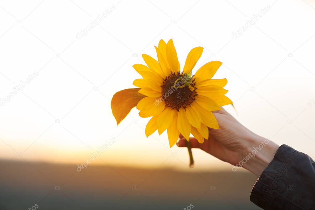Beautiful woman hands holding sunflower in the evening sunlight, can be used as background 
