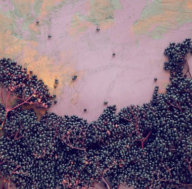 taze olgun elderberries rustik ahşap plaka, flatlay, arka plan olarak kullanılabilir