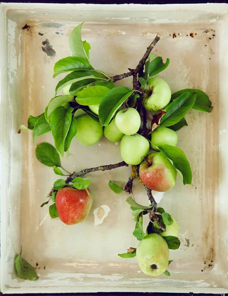 新鲜的绿色和红色的苹果在一个破旧别致的盘子上的树枝上 可以用作背景 — 图库照片