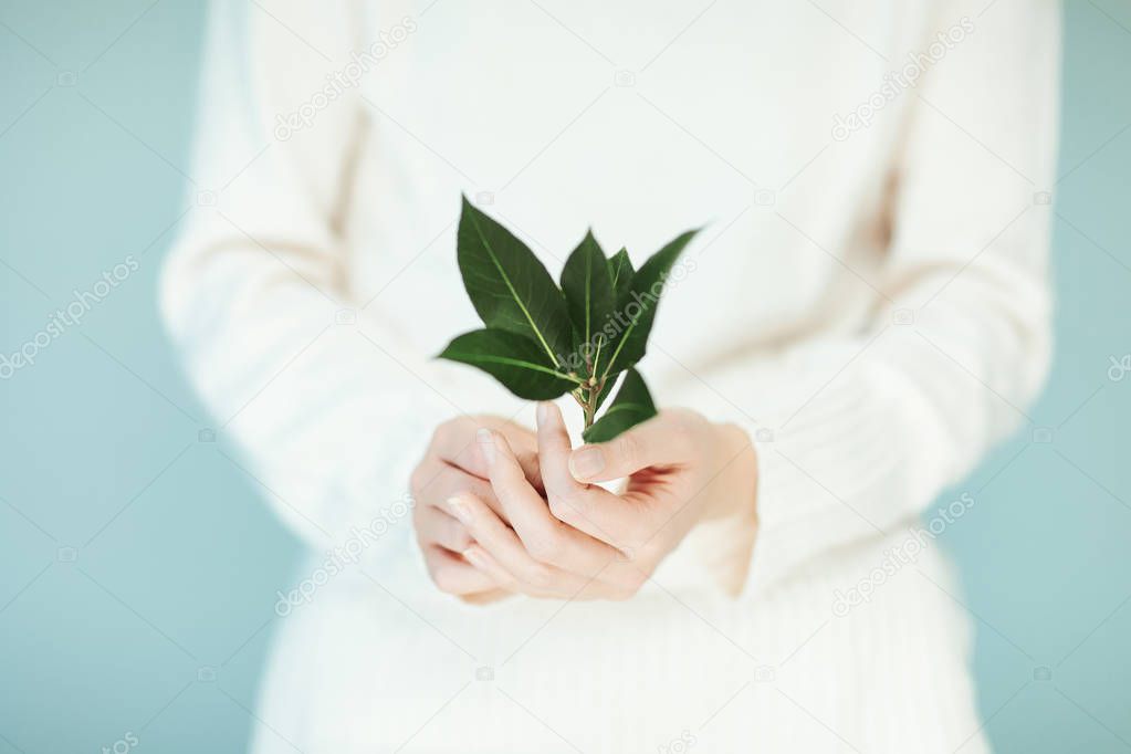 Beautiful woman hands holding laurel leaves close up with perfect french nails, can be used as background