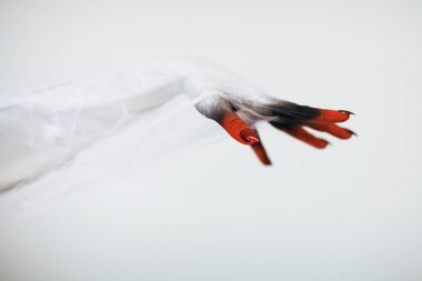 Korkunç Halloween canavar cadı el ile beyaz, kırmızı ve siyah makyaj ve uzun tüyler ürpertici tırnakları ve beyaz arka plan önünde spiderweb
