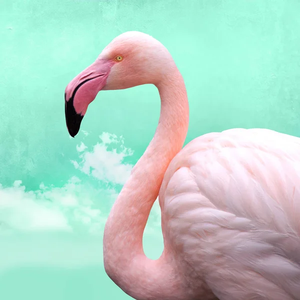 Rolig Ljust Rosa Flamingos Framför Turkos Molnhimmel Kan Användas Som — Stockfoto
