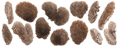 Beyaz arka planda izole edilmiş küçük bira yuvası