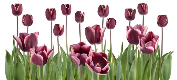 Hermosos Tulipanes Frescos Una Fila Aislada Blanco Puede Utilizar Como —  Fotos de Stock