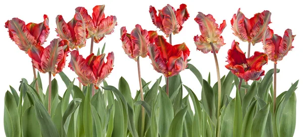 Belles Tulipes Fraîches Dans Une Rangée Isolée Sur Blanc Peut — Photo