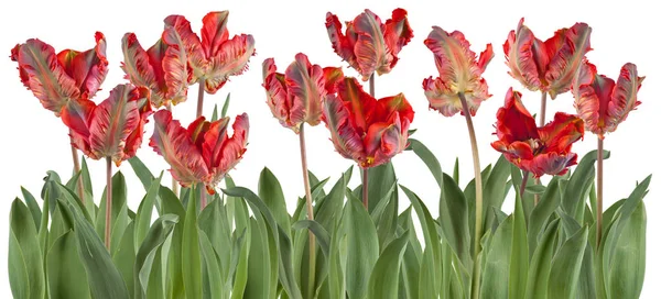 Bellissimi Tulipani Freschi Fila Isolati Bianco Possono Essere Utilizzati Come — Foto Stock