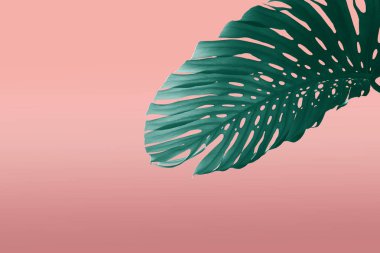 Tropikal yaprakları çerçeve duotone tarzı pembe ve yeşil metin için boş alan ile, arka plan olarak kullanılabilir