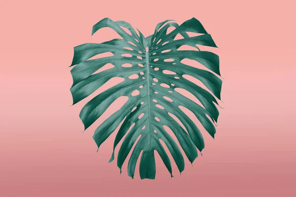 Folhas Tropicais Moldura Estilo Duotone Rosa Verde Com Espaço Livre — Fotografia de Stock