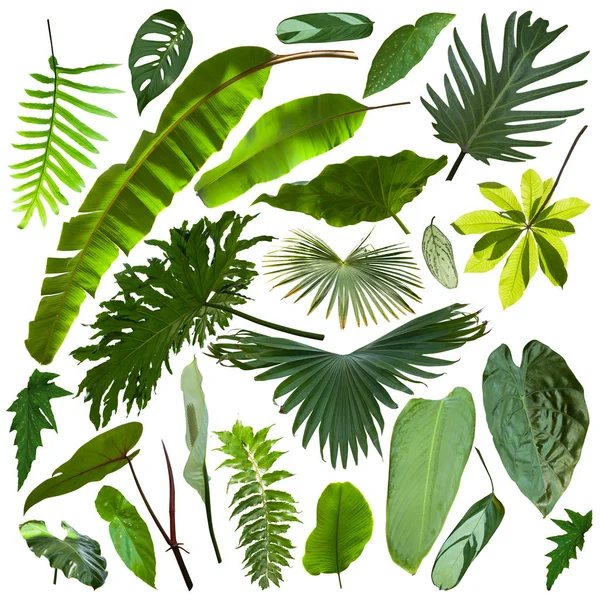 More Beautiful Exotic Tropical Leaves Isolated Leaf Background — Stock Photo, Image