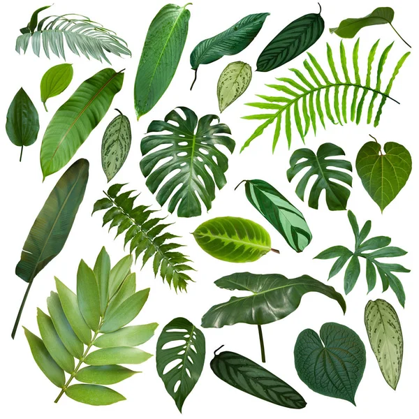 More Beautiful Exotic Tropical Leaves Isolated Leaf Background — Stock Photo, Image