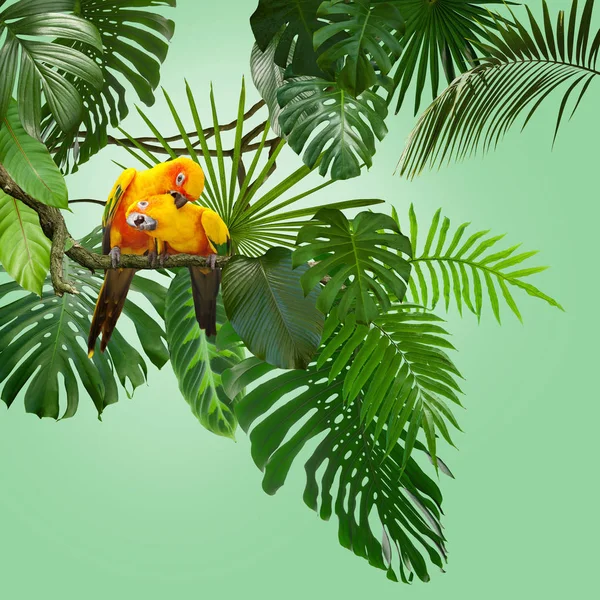 Beautiful Yellow Sun Conure Large Tropical Exotic Jungle Leaves Can — Stock Photo, Image