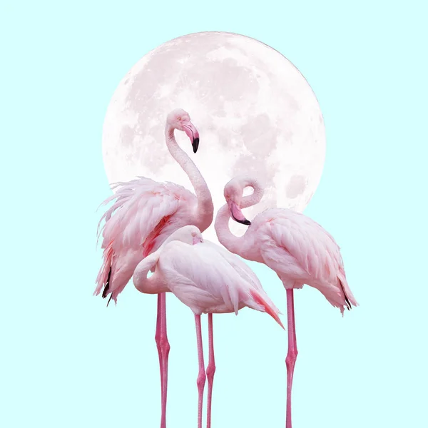 Φεγγάρι Και Flamingo Σχεδιασμό Φόντο Ροζ Και Τιρκουάζ Χρώματα Μπορεί — Φωτογραφία Αρχείου