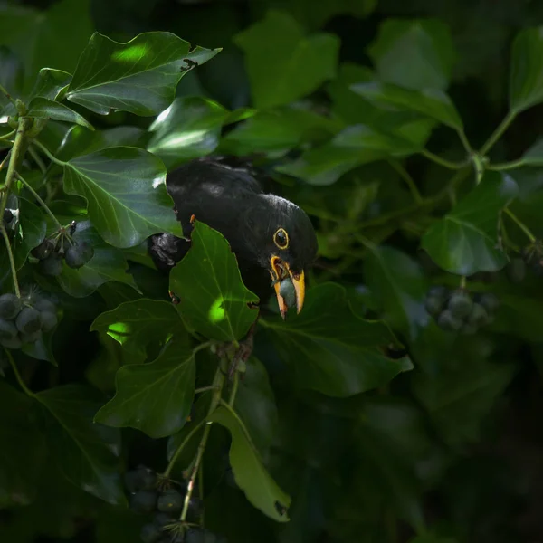 Szép Blackbird Gyűjt Bogyókat Zöld Sövény Stock Fotó