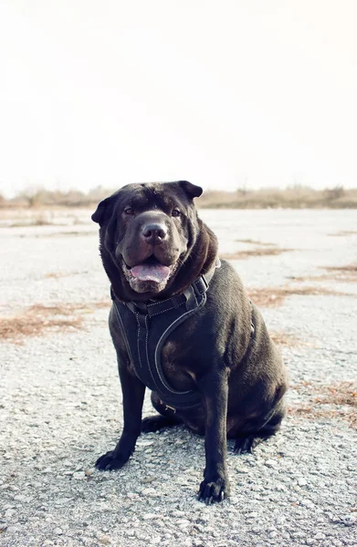 Egy Fekete Shar Pei Pózol Egy Kép — Stock Fotó