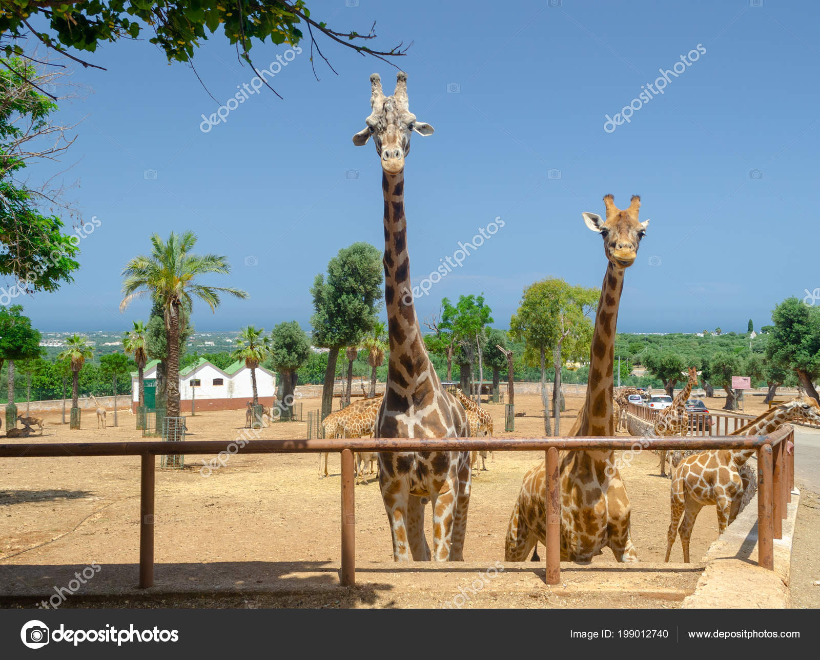 Horse Przewalski Fasano Apulia Safari Zoo Italy Stock Photo