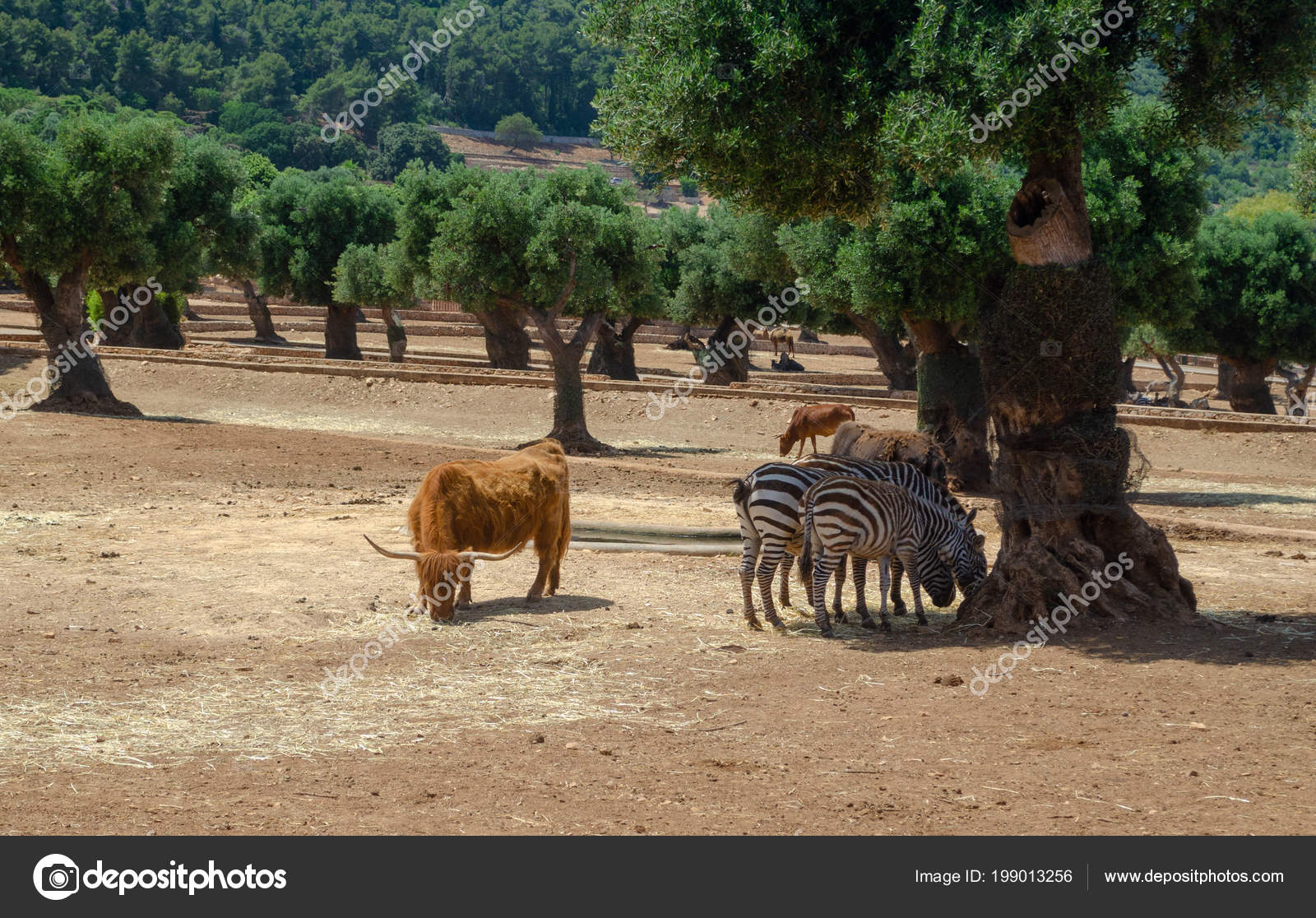 Horse Przewalski Fasano Apulia Safari Zoo Italy Stock Photo