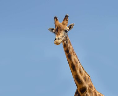 Zürafa safari hayvan, yabani hayvanlar ve bitkiler, Doğa, Afrika yabani memeli hayvanlar