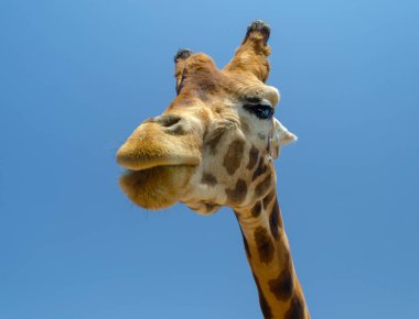 Zürafa safari hayvan, yabani hayvanlar ve bitkiler, Doğa, Afrika yabani memeli hayvanlar