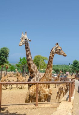 At Przewalski Fasano Apulia safari Hayvanat Bahçesi İtalya