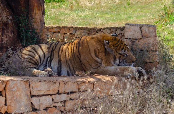Tigre Bajo Árbol Animal Naturaleza Árbol Bosque Salvaje Mamíferos — Foto de Stock