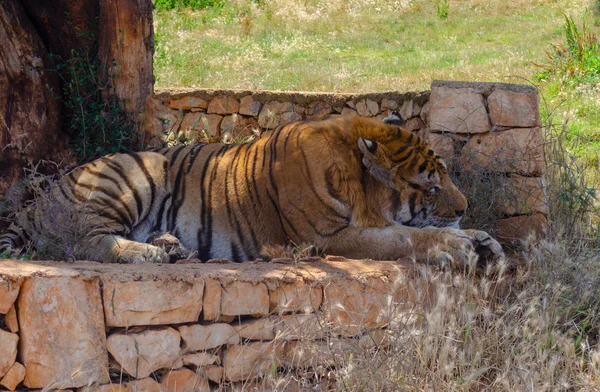 Tigre Sob Uma Árvore Animal Natureza Árvore Mamífero Floresta Selvagem — Fotografia de Stock