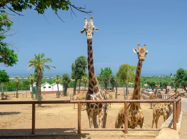 At Przewalski Fasano Apulia safari Hayvanat Bahçesi İtalya