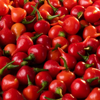 Biquinho biberi. Brezilya 'da çok geleneksel. Kapatın. Metin için boşluk.