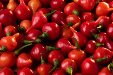 Biquinho biberi. Brezilya 'da çok geleneksel. Kapatın. Metin için boşluk.