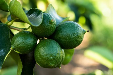 Limon çiftliği. Ağaç fotoğrafı, tarım..