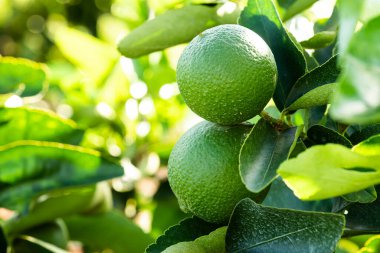 Limon çiftliği. Ağaç fotoğrafı, tarım..