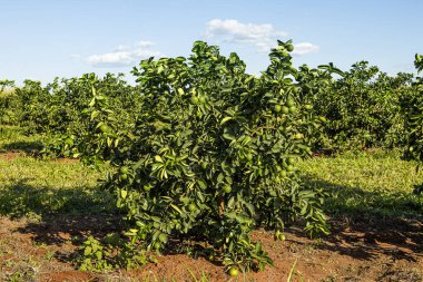 Limon çiftliği. Limon üretim çiftliği