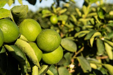 Limon çiftliği. Ağaç fotoğrafı, tarım..