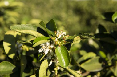 Limon çiftliği. Ağaç fotoğrafı, tarım..