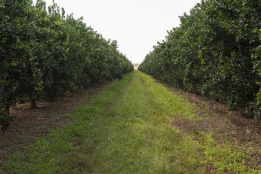Ponkan, bir çeşit mandalina. Ağaç fotoğrafı, çiftlik.