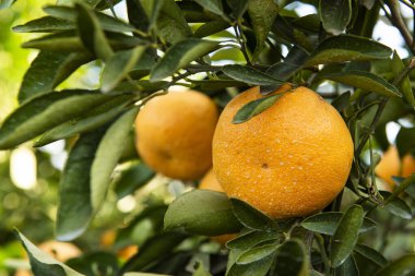 Mandalina tarlası. Dalın üzerinde mandalina