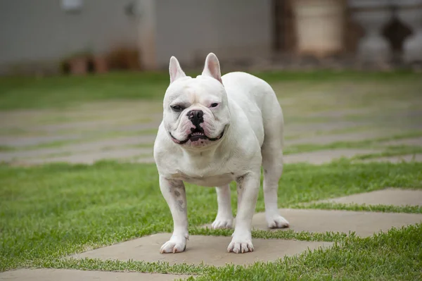 Fehér Francia Bulldog Fűudvaron Szelektív Fókusz — Stock Fotó