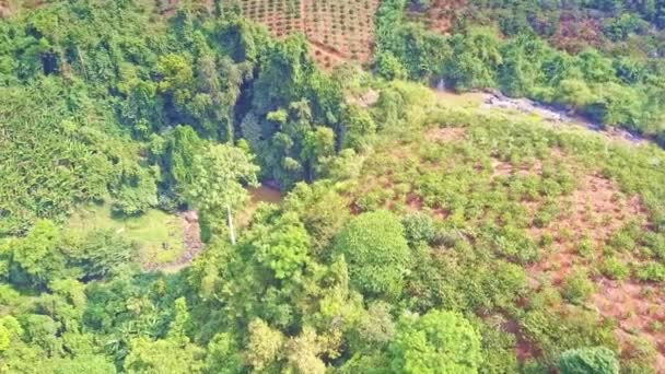 Prachtige Luchtfoto Wild Groene Jungles Koffieplantages Met Kleine Bomen Lijnen — Stockvideo