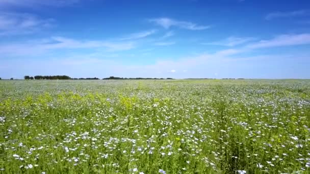 Mavi Gökyüzü Karşı Geniş Alanda Beyaz Buğday Çiçekler Güzel Resim — Stok video