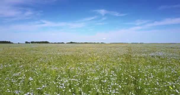 Чудовий Краєвид Біло Жовтих Квітів Гречки Величезному Полі Тлі Блакитного — стокове відео